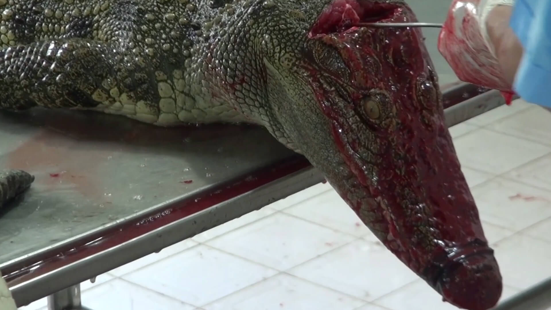 Crocodiles Die Horrifically In Vietnam For Louis Vuitton Leather Bags