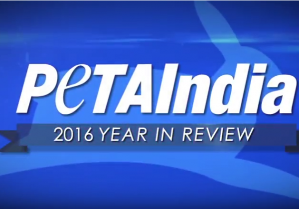 PETA’s 2016 End-of-Year Video