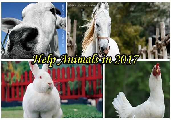 5 Easy New Year’s Resolutions for Animals