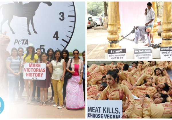The 12 Best PETA India Demonstrations of 2016
