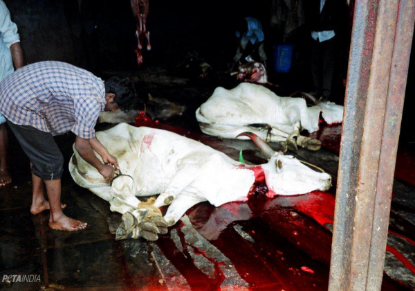 PETA Calls On All States To Stop Illegal Slaughter As Per Supreme Court Order