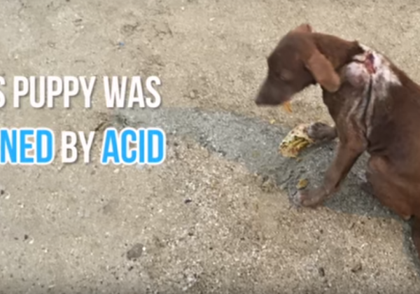 VIDEO: Puppy Burned by Acid Is Rescued—Look at Her Now!