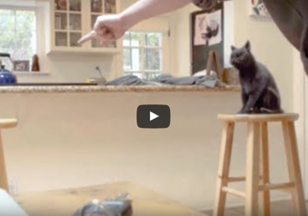 ‘Cat Tricks’ Video in Which ‘Kitty’ Is Beaten Has Surprise Ending