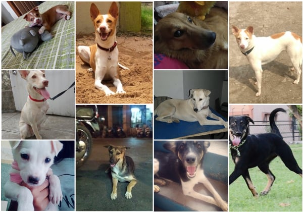 VOTING IS CLOSED! Help Decide Who Will Win PETA India’s 2018 Cutest Indian Dog Alive!