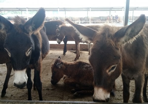 PETA India Urges Pakistan to Drop Plan to Export Donkeys to Violent Deaths in China