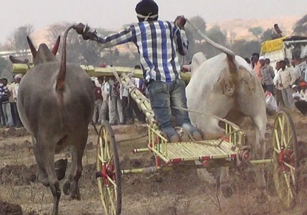 FIR Filed After PETA Shared Shocking Video Of Illegal Bullock Cart Race In Sangli