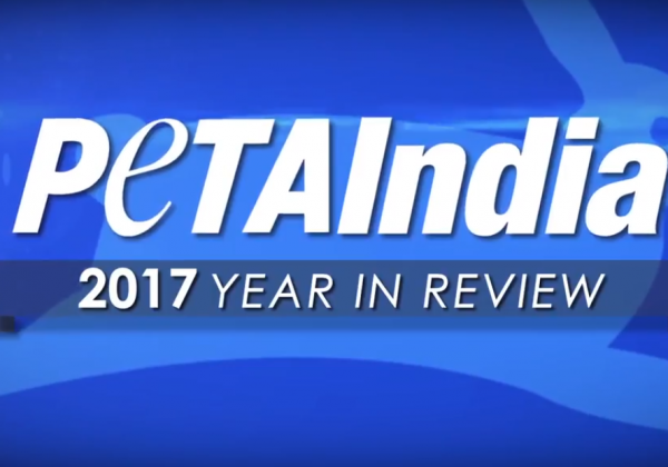 PETA India 2017 Year End Video