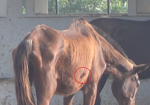 Horses Still Suffering After Suspension of Mediclone Biotech’s Licence