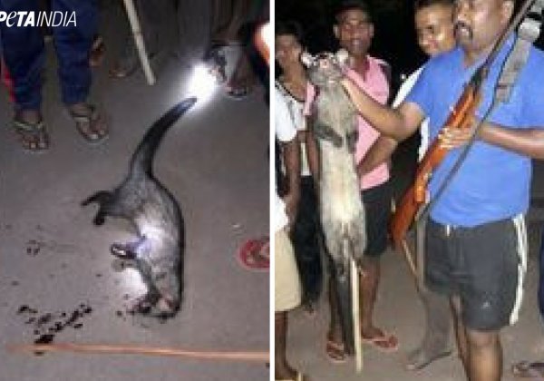 PETA India, PFA Seek Justice for Civet Cat Shot, Beaten by Police in Rajnandgaon