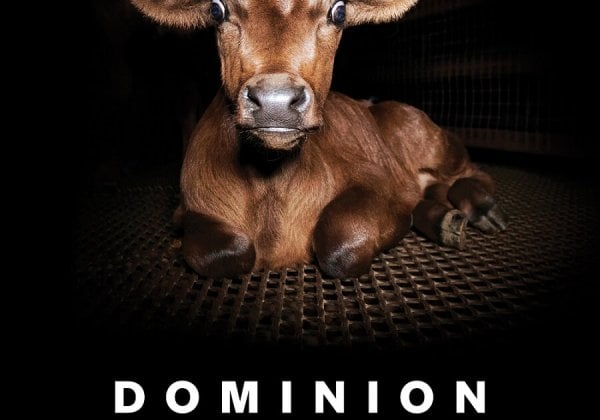 Screening of Groundbreaking Animal Rights Film ‘Dominion’ Is Coming to Your City
