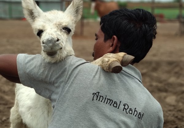 PETA India Brings “Rahat” for Animals in Kerala