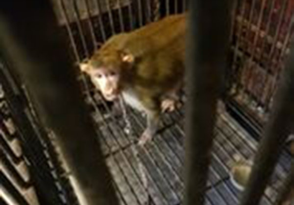 PETA इंडिया एवं वन विभाग ने संयुक्त प्रयास से एक बीमार बंदर तथा 3 तोतों को बचाया