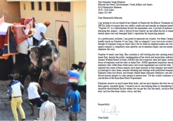 Virat Kohli Calls For Release of Beaten Jaipur Elephant Still Used for Rides