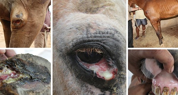 After PETA India’s Plea, High Court of Delhi Issues Notices on Use of Horses as Blood Factories for Drug Production