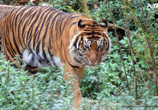 Statement on Tiger Avni’s Killing from PETA India