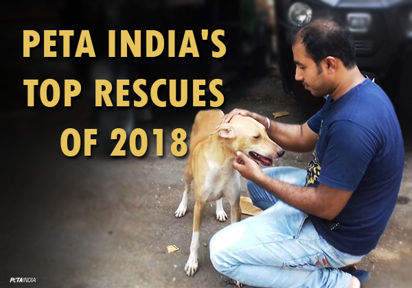 PETA India’s Top Rescues of 2018