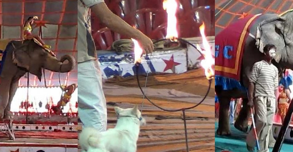 Stars and More Than 8,000 Students Back Government Proposal to Ban Animal Circuses