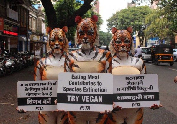 PETA India Completes Another Year Winning Victories for Animals