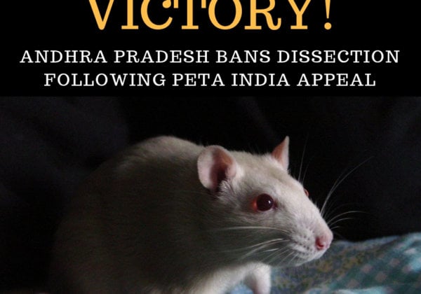 Victory: Andhra Pradesh Schools Ban Dissection After PETA India Appeal