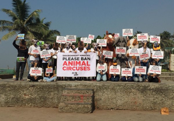 After PETA India’s Plea, Delhi High Court Directs Animal Welfare Board to Disclose Status of Animals in Closed Circuses