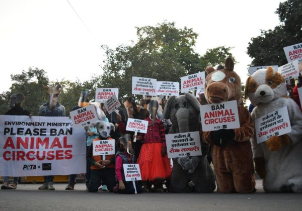 Children Join ‘Elephants’, ‘Horses’, and Others Call For a Ban on Animals in Circuses