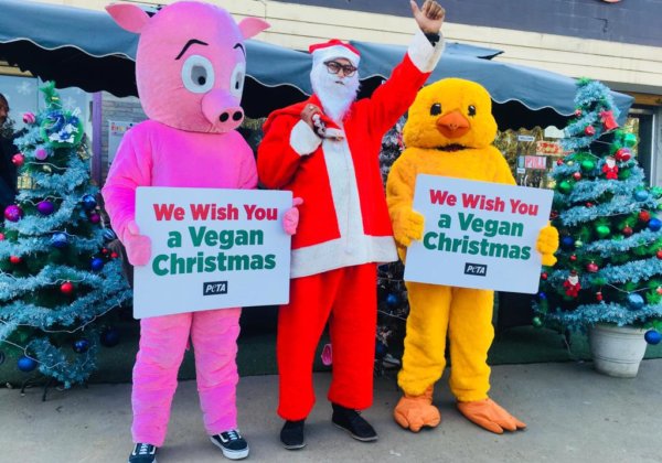 PETA India and YAF’s Santa, ‘Pig’, and ‘Chicken’ Wish a Vegan Christmas to Imphal Residents