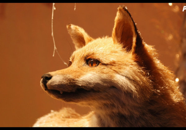 Illegal Fox Jallikattu Prompts PETA India Plea: ‘Enforce the Law!’