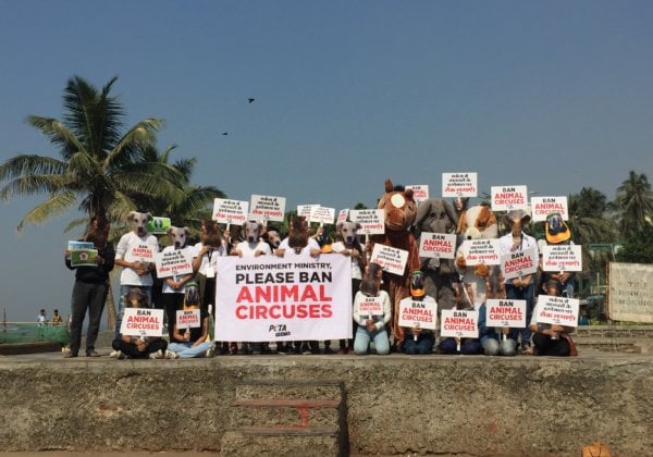 PETA इंडिया की कोर्ट याचिका के बाद भारतीय जीव-जन्तु कल्याण बोर्ड ने एक बार फिर केंद्र सरकार को जानवरों के सर्कसों पर प्रतिबंध लगाने का सुझाव दिया