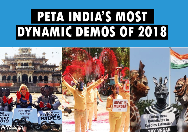 Raising Awareness and Turning Heads: PETA India’s Best Demos of 2018