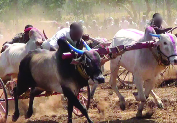 Following PETA India Complaint, Cruel Bullock Cart Races Stopped