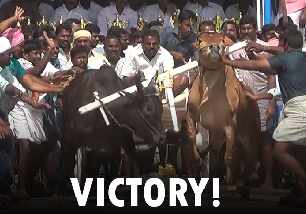 VICTORY! Following PETA India Complaint, Cruel Rekla Race Stopped in Tiruppur