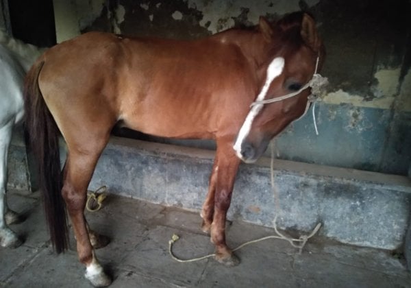 PETA India Wins Interim Custody of Nine Horses Used for Illegal Rides in Mumbai