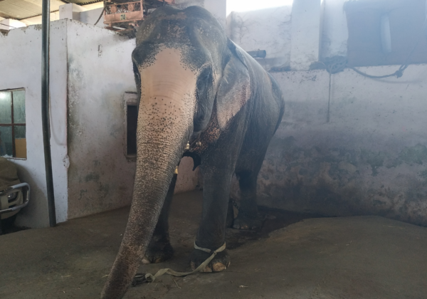 Elephant Shackled in a Garage After Rescue by Rajasthan Forest Minister