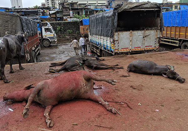 PETA India Finds Appalling Cruelty at Mumbai’s Deonar Slaughterhouse Before Eid