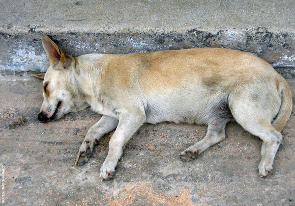 मुंबई के खारगर में एक मादा कुत्ते का साथ दुष्कर्म – PETA इंडिया के हस्तक्षेप के बाद अभियुक्त के खिलाफ प्राथमिकी दर्ज
