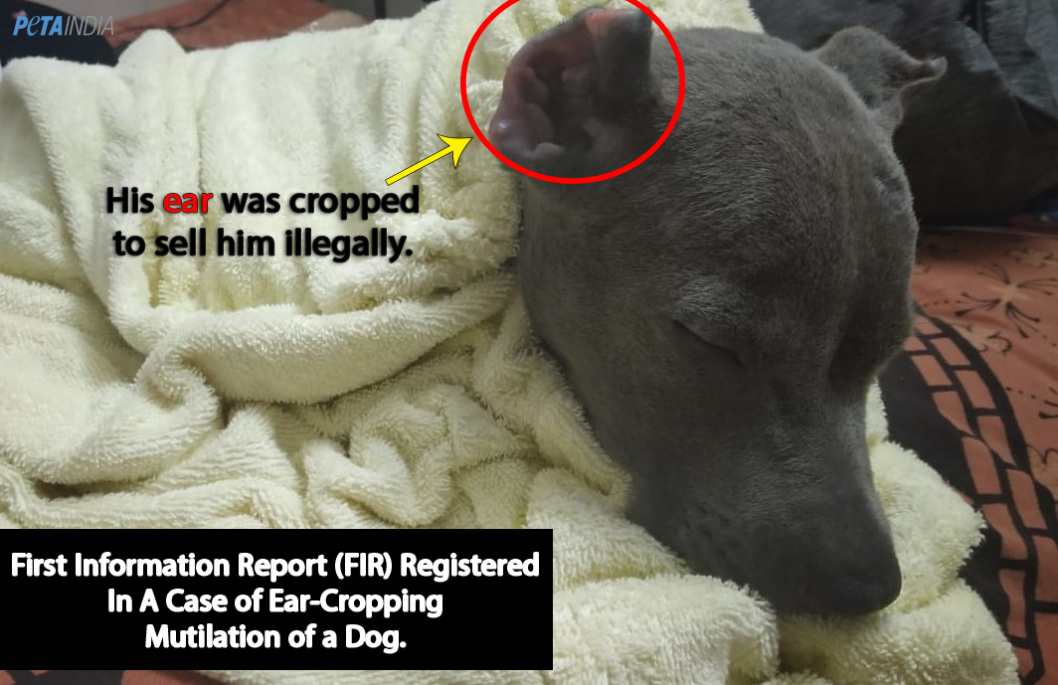 First-Ever FIR Registered in a Case of Ear-Cropping Mutilation of a Dog