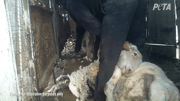BE A SWEATER THEY SAID - Living - PETA India