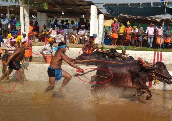 Arguments Filed in Karnataka High Court to Stop Kambala on Doorsteps of Pilikula Zoo by PETA India