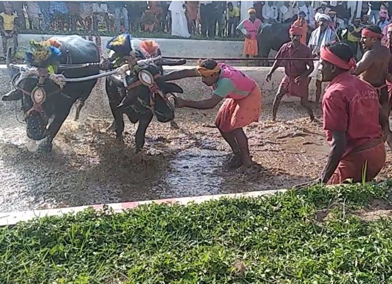 Kambala investigation 2019 photos