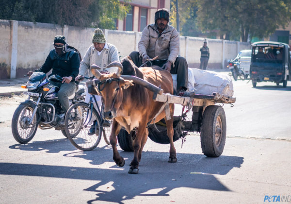 बढ़ते प्रदूषण के कारण PETA इंडिया ने दिल्ली में पशु-चलित वाहनों पर प्रतिबंध की मांग की