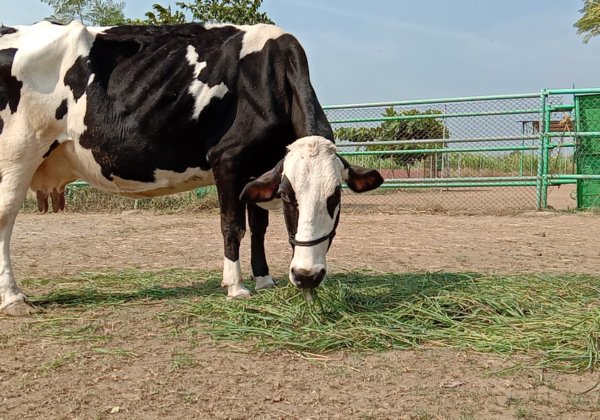 PETA इंडिया को, बचाव कर लायी गयी ‘रानी’ नामक गाय का कब्जा मिला।