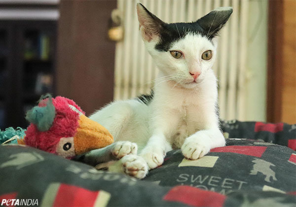 मुजमिल इब्राहिम की माता ने PETA इंडिया के साथ मिलकर एक बिल्ली का बचाव किया। अब इसे एक प्यारे घर की तलाश है।
