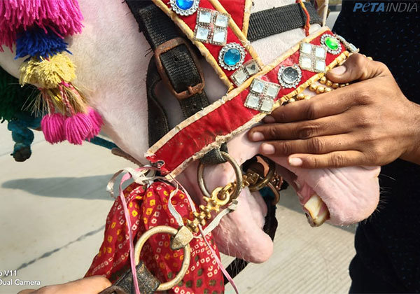 Bihar Government to Crack Down on Sale and Use of Spiked Bits on Horses Following PETA India’s Complaints