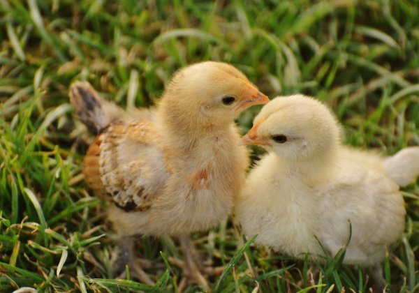 Rajasthan to Crack Down on Illegal and Cruel Chick Killing by the Poultry Industry