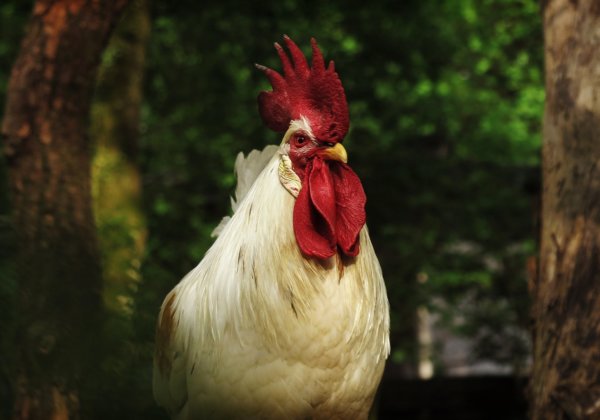 PETA इंडिया की शिकायत के बाद, जंगीपुर पुलिस ने मुर्गे को चीरकर इसे जिंदा खाने के आरोप में तीन अपराधियों के खिलाफ़ मामला दर्ज़ किया