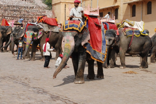हाथियों की आवश्यक जाँच न होने व सुरक्षा के गंभीर कदम ना उठाए जाने के कारण, आमेर के किले पर हाथी सवारी करने वाले पर्यटकों को TB संक्रमण का खतरा