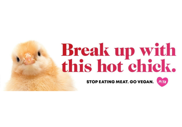 PETA इंडिया छात्रों से अनुरोध करता है की इस वेलेनटाइन डे पर वो मुर्गियों से ब्रेकअप कर लें।