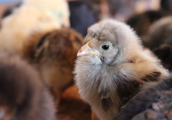 Andhra Pradesh to Crack Down on Illegal and Cruel Chick Killing by Poultry Industry
