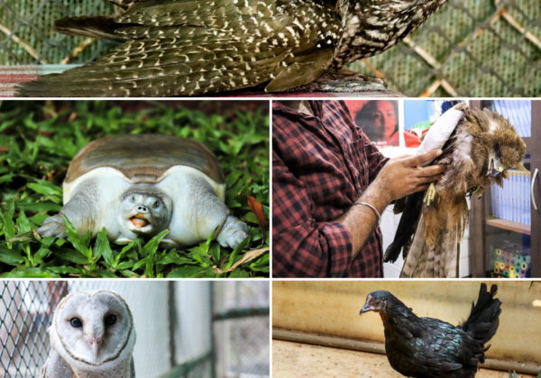 PETA इंडिया के बचाव एवं राहत दल ने विशेष प्रजाति के 5 पक्षियों को बचाया