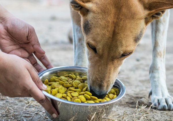 पशुओं हेतु PETA इंडिया का आपातकील कार्य निरंतर रूप से जारी है, क्यूंकि जानवरों को आज भी हमारी मदद की जरुरत है
